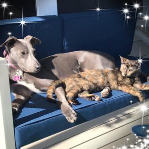 Meet your Posher, Dee